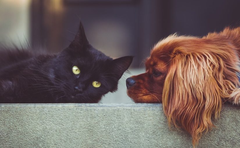 Pets Should Not Be Overlooked in Your Living Trust